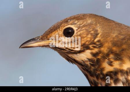 SONG Thrush (Turdus philomelos) adulte, gros plan de la tête, Angleterre, hiver Banque D'Images