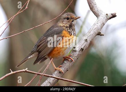 Grive à dos gris (Turdus hortulorum) adulte, émigrée en hiver, perchée sur la branche, Hong Kong, Chine Banque D'Images