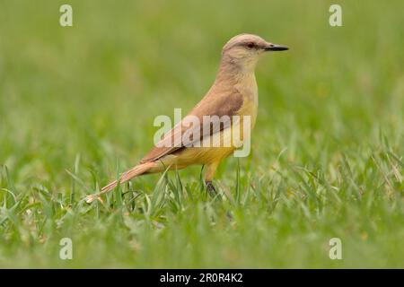 Tyran de bovins (Machetornis rixosa) adulte, debout sur l'herbe, Vicente Lopez, province de Buenos Aires, Argentine Banque D'Images