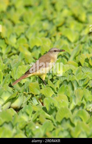 Tyran bovin (Machetornis rixosa) adulte, avec insecte dans le bec, perché sur la végétation aquatique, Vicente Lopez, province de Buenos Aires, Argentine Banque D'Images