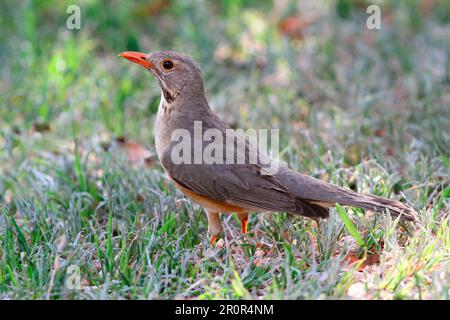 Muguet de Kurriphane (Turdus libonyana) Grive rouge, oiseaux chanteurs, animaux, oiseaux, muguet de Kurriphane adulte, debout sur le pâturage, Chobe N. P. Banque D'Images