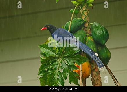 Taïwan magpie bleue de taïwan (Urocissa caerulea) adulte, se nourrissant de papayes (Carica papaya) pendant la saison des pluies, Taïwan Banque D'Images