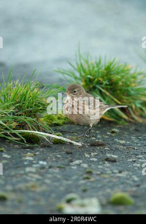 Pipit du Pacifique, Pipit du Pacifique, Pipit du Pacifique, Pipit du Pacifique, oiseaux chanteurs, animaux, oiseaux, Pipit à ventre roux (Anthus rubescens rubescens) Banque D'Images