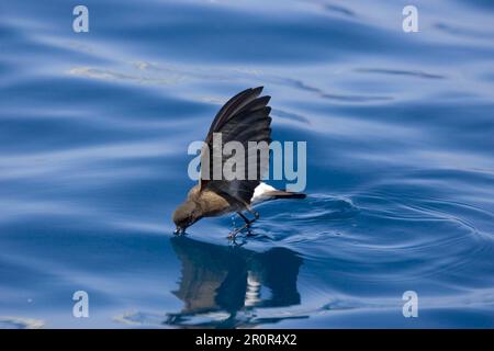 Elliot's Storm-Petrel, Oceanites gracilis, galapagoensis, planant, marchant sur l'eau, Galapagos, oiseau de mer Banque D'Images