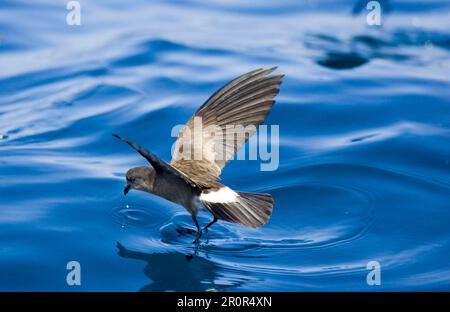 Elliot's Storm-Petrel, Oceanites gracilis, galapagoensis, planant, marchant sur l'eau, Galapagos, oiseau de mer Banque D'Images