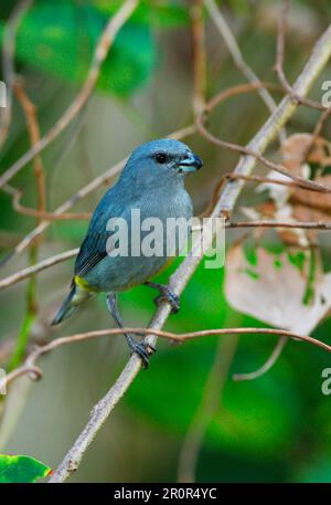 Organiste de Bullfinch, organiste de Bullfinch, oiseaux chanteurs, animaux, oiseaux, Finches, Jamaican Euphonia (Euphonia jamaïque) adulte homme, perchée sur la branche, Port Banque D'Images