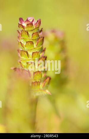 (Prunella vulgaris Common selfheal) Banque D'Images