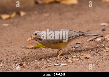 Muguet de Kurriphane (Turdus libonyanus), Grive rouge, oiseaux chanteurs, animaux, oiseaux, Kurriphane Grush, Kruger NAT Pk Afrique du Sud Banque D'Images