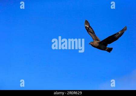 Subantarctic Skua, Brown Skua, Cap de bonne espérance, Afrique du Sud (Stercorarius antarcticus lonnbergi) Banque D'Images