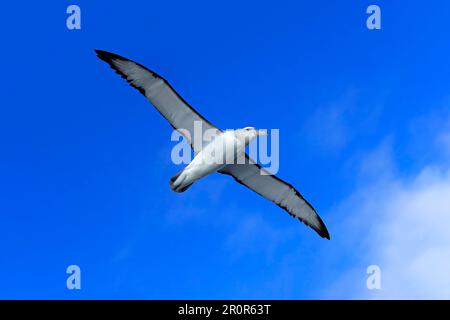 Timide albatros (Thalassarche cuta), cap de bonne espérance, Afrique du Sud Banque D'Images