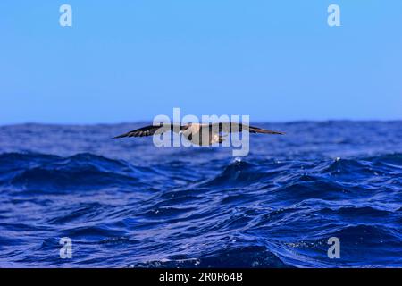 Subantarctic Skua, Brown Skua, Cap de bonne espérance, Afrique du Sud (Stercorarius antarcticus lonnbergi) Banque D'Images