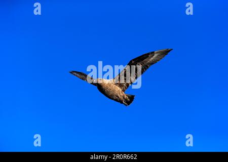 Subantarctic Skua, Brown Skua, Cap de bonne espérance, Afrique du Sud (Stercorarius antarcticus lonnbergi) Banque D'Images