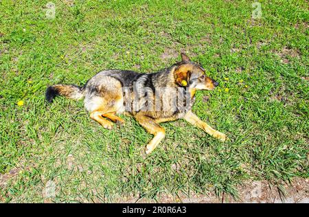 Chien errant reposant sur l'herbe en été. Le chien ébréché sans abri repose sur l'herbe verte. Chien avec une étiquette puce dans son oreille Banque D'Images