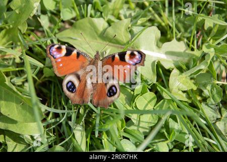 photo d'un papillon avec des ailes multicolores assis sur l'herbe verte de près Banque D'Images