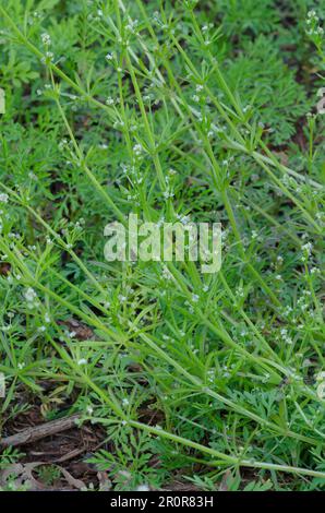 Épineux, Galium aparine Banque D'Images