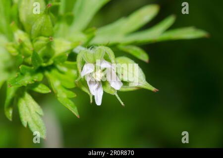 Geranium de Caroline, Geranium carolinianum Banque D'Images