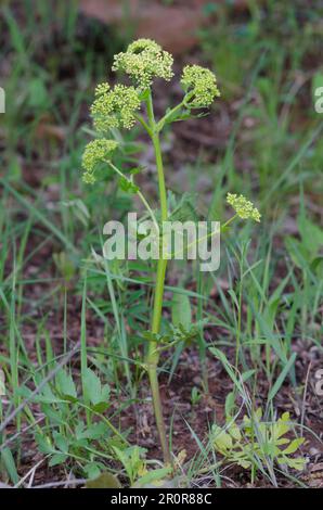 Persil des Prairies de Nuttall, Polytaenia nuttallii Banque D'Images