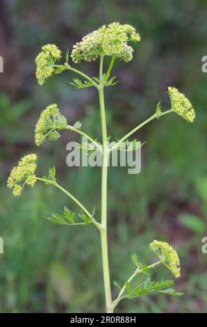 Persil des Prairies de Nuttall, Polytaenia nuttallii Banque D'Images