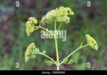 Persil des Prairies de Nuttall, Polytaenia nuttallii Banque D'Images