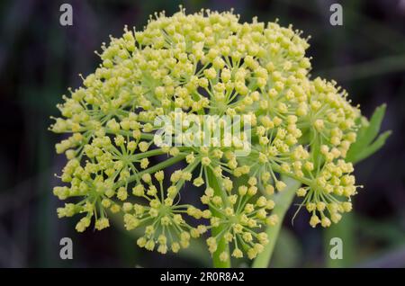 Persil des Prairies de Nuttall, Polytaenia nuttallii Banque D'Images