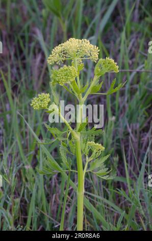 Persil des Prairies de Nuttall, Polytaenia nuttallii Banque D'Images