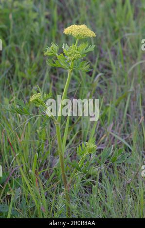 Persil des Prairies de Nuttall, Polytaenia nuttallii Banque D'Images