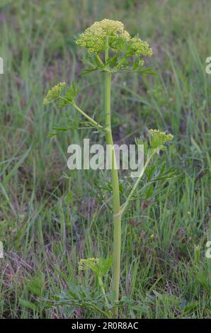 Persil des Prairies de Nuttall, Polytaenia nuttallii Banque D'Images