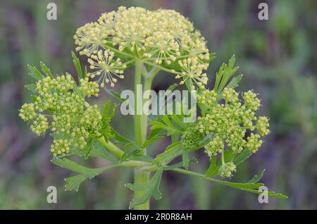 Persil des Prairies de Nuttall, Polytaenia nuttallii Banque D'Images