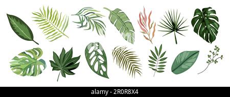 Ensemble tropical de feuilles exotiques de type différent. Illustration de Vecteur