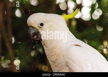 8 mai 2023, Sydney, Nouvelle-Galles du Sud, Australie : tout près de Cacatua galerita (Cacatua galerita) à Sydney, Nouvelle-Galles du Sud, Australie. Le Cockatoo à soufre est un cocatoo blanc relativement grand avec une crête jaune en plumage spectaculaire et un bec sombre. On le trouve dans des habitats boisés en Australie, en Nouvelle-Guinée et dans certaines îles de l'Indonésie. Les Cockatoos à jeun de soufre ont de multiples sous-espèces comme le Cockatoo à jeun de soufre inférieur, moyen et supérieur; tous appartiennent au même genre (Cacatua) et au Phylum. Comme toutes les sous-espèces de cafards à crête de soufre semblent très semblables, elles sont semblables Banque D'Images