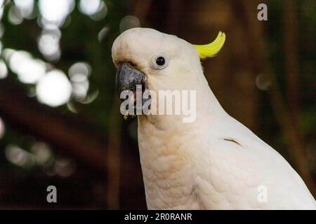 8 mai 2023, Sydney, Nouvelle-Galles du Sud, Australie : tout près de Cacatua galerita (Cacatua galerita) à Sydney, Nouvelle-Galles du Sud, Australie. Le Cockatoo à soufre est un cocatoo blanc relativement grand avec une crête jaune en plumage spectaculaire et un bec sombre. On le trouve dans des habitats boisés en Australie, en Nouvelle-Guinée et dans certaines îles de l'Indonésie. Les Cockatoos à jeun de soufre ont de multiples sous-espèces comme le Cockatoo à jeun de soufre inférieur, moyen et supérieur; tous appartiennent au même genre (Cacatua) et au Phylum. Comme toutes les sous-espèces de cafards à crête de soufre semblent très semblables, elles sont semblables Banque D'Images