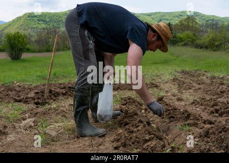 Un agriculteur plante des pommes de terre dans son champ. Il prend les graines de pomme de terre d'un sac et les place dans les trous creusés en rangées Banque D'Images