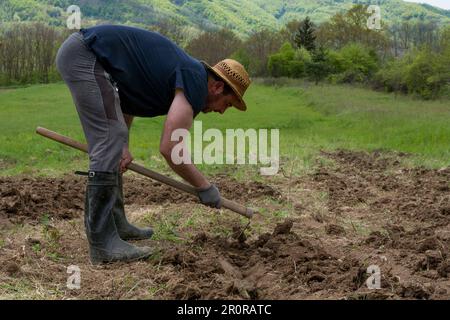 Un agriculteur avec une houe fait des rangées et un trou dans un champ les préparant à planter des pommes de terre. L'homme porte un chapeau de paille sur sa tête Banque D'Images