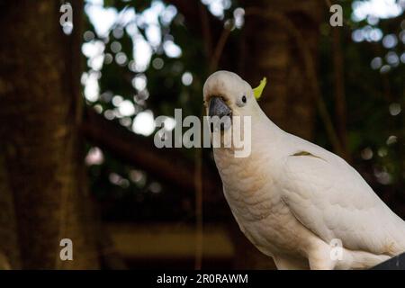 8 mai 2023, Sydney, Nouvelle-Galles du Sud, Australie : tout près de Cacatua galerita (Cacatua galerita) à Sydney, Nouvelle-Galles du Sud, Australie. Le Cockatoo à soufre est un cocatoo blanc relativement grand avec une crête jaune en plumage spectaculaire et un bec sombre. On le trouve dans des habitats boisés en Australie, en Nouvelle-Guinée et dans certaines îles de l'Indonésie. Les Cockatoos à jeun de soufre ont de multiples sous-espèces comme le Cockatoo à jeun de soufre inférieur, moyen et supérieur; tous appartiennent au même genre (Cacatua) et au Phylum. Comme toutes les sous-espèces de cafards à crête de soufre semblent très semblables, elles sont semblables Banque D'Images