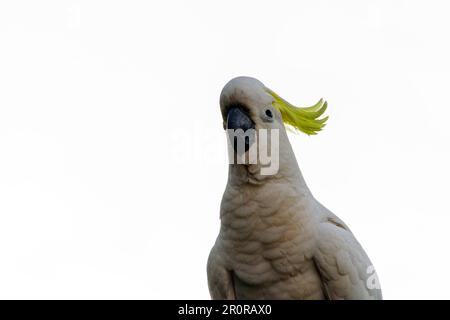 8 mai 2023, Sydney, Nouvelle-Galles du Sud, Australie : tout près de Cacatua galerita (Cacatua galerita) à Sydney, Nouvelle-Galles du Sud, Australie. Le Cockatoo à soufre est un cocatoo blanc relativement grand avec une crête jaune en plumage spectaculaire et un bec sombre. On le trouve dans des habitats boisés en Australie, en Nouvelle-Guinée et dans certaines îles de l'Indonésie. Les Cockatoos à jeun de soufre ont de multiples sous-espèces comme le Cockatoo à jeun de soufre inférieur, moyen et supérieur; tous appartiennent au même genre (Cacatua) et au Phylum. Comme toutes les sous-espèces de cafards à crête de soufre semblent très semblables, elles sont semblables Banque D'Images