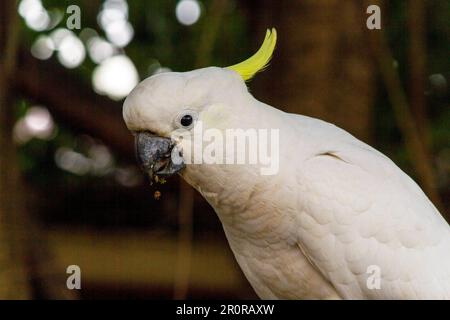 8 mai 2023, Sydney, Nouvelle-Galles du Sud, Australie : tout près de Cacatua galerita (Cacatua galerita) à Sydney, Nouvelle-Galles du Sud, Australie. Le Cockatoo à soufre est un cocatoo blanc relativement grand avec une crête jaune en plumage spectaculaire et un bec sombre. On le trouve dans des habitats boisés en Australie, en Nouvelle-Guinée et dans certaines îles de l'Indonésie. Les Cockatoos à jeun de soufre ont de multiples sous-espèces comme le Cockatoo à jeun de soufre inférieur, moyen et supérieur; tous appartiennent au même genre (Cacatua) et au Phylum. Comme toutes les sous-espèces de cafards à crête de soufre semblent très semblables, elles sont semblables Banque D'Images