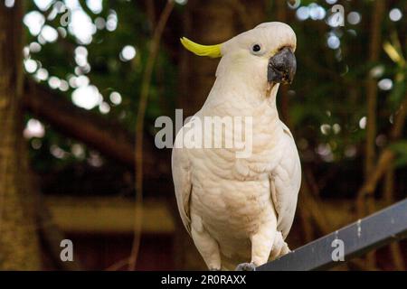 8 mai 2023, Sydney, Nouvelle-Galles du Sud, Australie : tout près de Cacatua galerita (Cacatua galerita) à Sydney, Nouvelle-Galles du Sud, Australie. Le Cockatoo à soufre est un cocatoo blanc relativement grand avec une crête jaune en plumage spectaculaire et un bec sombre. On le trouve dans des habitats boisés en Australie, en Nouvelle-Guinée et dans certaines îles de l'Indonésie. Les Cockatoos à jeun de soufre ont de multiples sous-espèces comme le Cockatoo à jeun de soufre inférieur, moyen et supérieur; tous appartiennent au même genre (Cacatua) et au Phylum. Comme toutes les sous-espèces de cafards à crête de soufre semblent très semblables, elles sont semblables Banque D'Images