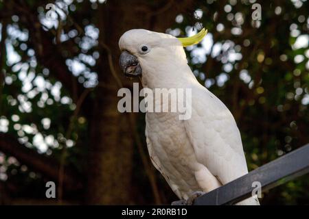 8 mai 2023, Sydney, Nouvelle-Galles du Sud, Australie : tout près de Cacatua galerita (Cacatua galerita) à Sydney, Nouvelle-Galles du Sud, Australie. Le Cockatoo à soufre est un cocatoo blanc relativement grand avec une crête jaune en plumage spectaculaire et un bec sombre. On le trouve dans des habitats boisés en Australie, en Nouvelle-Guinée et dans certaines îles de l'Indonésie. Les Cockatoos à jeun de soufre ont de multiples sous-espèces comme le Cockatoo à jeun de soufre inférieur, moyen et supérieur; tous appartiennent au même genre (Cacatua) et au Phylum. Comme toutes les sous-espèces de cafards à crête de soufre semblent très semblables, elles sont semblables Banque D'Images