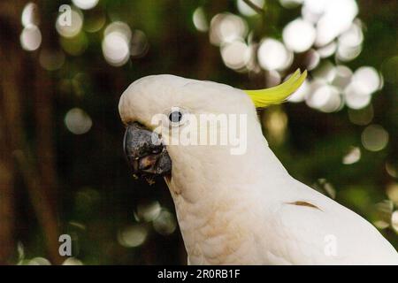 8 mai 2023, Sydney, Nouvelle-Galles du Sud, Australie : tout près de Cacatua galerita (Cacatua galerita) à Sydney, Nouvelle-Galles du Sud, Australie. Le Cockatoo à soufre est un cocatoo blanc relativement grand avec une crête jaune en plumage spectaculaire et un bec sombre. On le trouve dans des habitats boisés en Australie, en Nouvelle-Guinée et dans certaines îles de l'Indonésie. Les Cockatoos à jeun de soufre ont de multiples sous-espèces comme le Cockatoo à jeun de soufre inférieur, moyen et supérieur; tous appartiennent au même genre (Cacatua) et au Phylum. Comme toutes les sous-espèces de cafards à crête de soufre semblent très semblables, elles sont semblables Banque D'Images