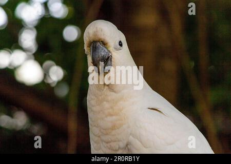 8 mai 2023, Sydney, Nouvelle-Galles du Sud, Australie : tout près de Cacatua galerita (Cacatua galerita) à Sydney, Nouvelle-Galles du Sud, Australie. Le Cockatoo à soufre est un cocatoo blanc relativement grand avec une crête jaune en plumage spectaculaire et un bec sombre. On le trouve dans des habitats boisés en Australie, en Nouvelle-Guinée et dans certaines îles de l'Indonésie. Les Cockatoos à jeun de soufre ont de multiples sous-espèces comme le Cockatoo à jeun de soufre inférieur, moyen et supérieur; tous appartiennent au même genre (Cacatua) et au Phylum. Comme toutes les sous-espèces de cafards à crête de soufre semblent très semblables, elles sont semblables Banque D'Images