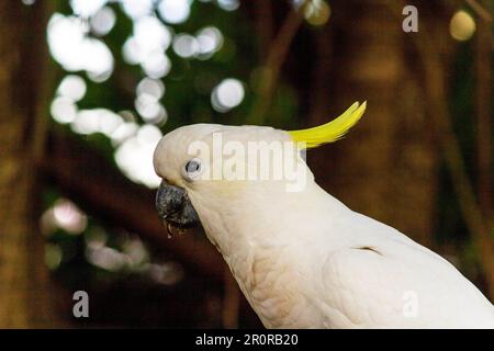 8 mai 2023, Sydney, Nouvelle-Galles du Sud, Australie : tout près de Cacatua galerita (Cacatua galerita) à Sydney, Nouvelle-Galles du Sud, Australie. Le Cockatoo à soufre est un cocatoo blanc relativement grand avec une crête jaune en plumage spectaculaire et un bec sombre. On le trouve dans des habitats boisés en Australie, en Nouvelle-Guinée et dans certaines îles de l'Indonésie. Les Cockatoos à jeun de soufre ont de multiples sous-espèces comme le Cockatoo à jeun de soufre inférieur, moyen et supérieur; tous appartiennent au même genre (Cacatua) et au Phylum. Comme toutes les sous-espèces de cafards à crête de soufre semblent très semblables, elles sont semblables Banque D'Images