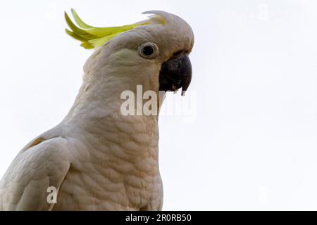 8 mai 2023, Sydney, Nouvelle-Galles du Sud, Australie : tout près de Cacatua galerita (Cacatua galerita) à Sydney, Nouvelle-Galles du Sud, Australie. Le Cockatoo à soufre est un cocatoo blanc relativement grand avec une crête jaune en plumage spectaculaire et un bec sombre. On le trouve dans des habitats boisés en Australie, en Nouvelle-Guinée et dans certaines îles de l'Indonésie. Les Cockatoos à jeun de soufre ont de multiples sous-espèces comme le Cockatoo à jeun de soufre inférieur, moyen et supérieur; tous appartiennent au même genre (Cacatua) et au Phylum. Comme toutes les sous-espèces de cafards à crête de soufre semblent très semblables, elles sont semblables Banque D'Images