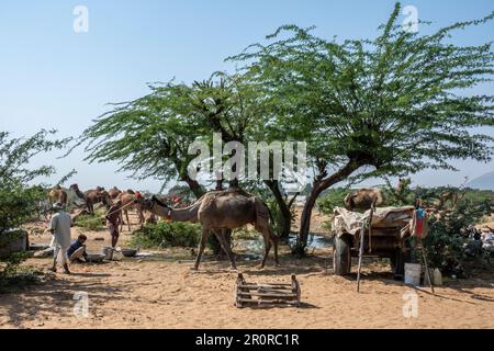 Un camp d'herdmans de chameaux à la Foire de chameaux de Pushkar, Pushkar, Rajasthan, Inde Banque D'Images