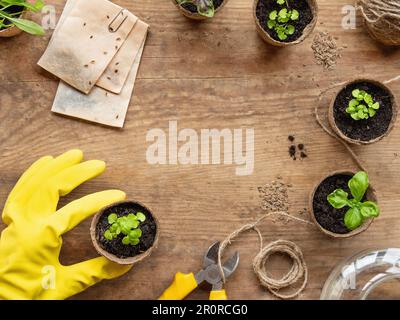 Vue de dessus sur la main de femme dans un gant en caoutchouc jaune avec des plants de basilic dans des pots biodégradables. Table en bois avec espace de copie. Banque D'Images