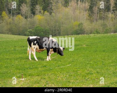 Le taureau noir et blanc tacheté pature sur un pré avec de l'herbe verte. Paysage rural avec mammifères. Élevage du bétail et élevage laitier à la campagne. Banque D'Images