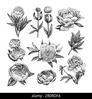 Jeu d'illustrations gravées en pivoine Illustration de Vecteur