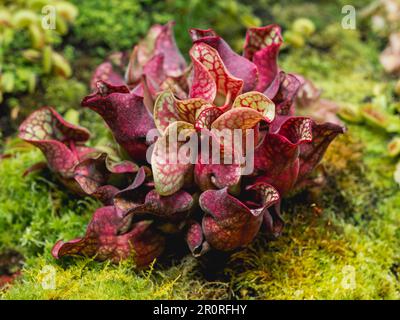 Sarracenia rosea, plante carnivore colorée parfois connue sous le nom de plante pichet du sud de Burk. Banque D'Images