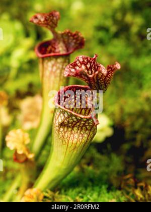 Sarracenia, communément appelé pichet en trompette. Plante de pichet carnivore colorée. Banque D'Images