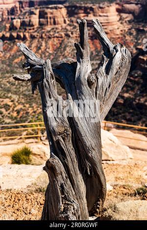 Tronc de pin patiné ; vue sur Coke ; Monument Canyon ; Monument national du Colorado ; Fruita ; Colorado, États-Unis Banque D'Images