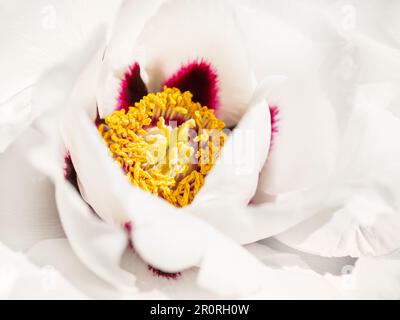 Pétales blancs et étamines jaunes de pivoine en fleur. Macro photo de fleur blanche en fleur. Saison de printemps dans le jardin. Banque D'Images